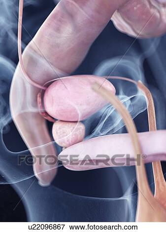 Stock Photo - Illustration of the human bladder and prostate anatomy. Fotosearch