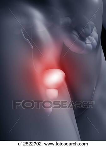 Illustration of the human bladder View Large Photo Image Stock Image - Illustration of the human bladder. Fotosearch