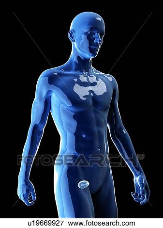 Stock Photo - Illustration of the human bladder. Fotosearch