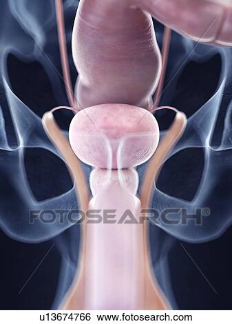 Illustration of the human bladder anatomy View Large Photo Image Stock Photograph - Illustration of the human bladder anatomy. Fotosearch