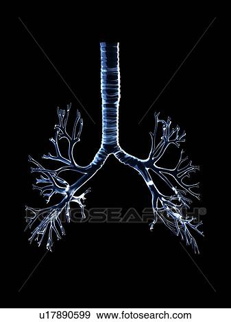 Stock Photo - Illustration of the human bronchi. Fotosearch