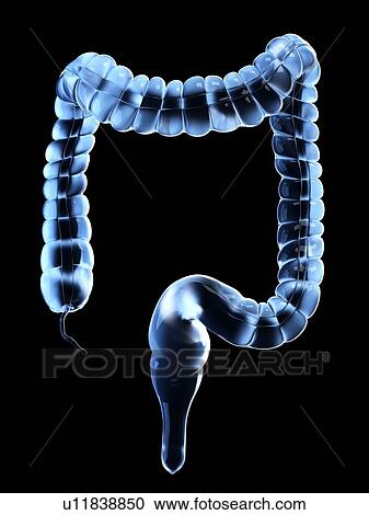Illustration of the human colon View Large Photo Image Stock Image - Illustration of the human colon. Fotosearch