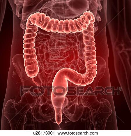 Stock Image - Illustration of the human colon. Fotosearch