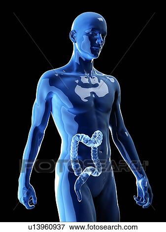 Illustration of the human colon View Large Photo Image Stock Photo - Illustration of the human colon. Fotosearch