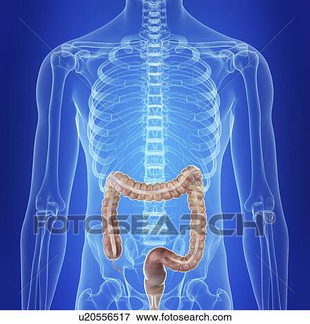 Illustration of the human colon View Large Photo Image Stock Photo - Illustration of the human colon. Fotosearch