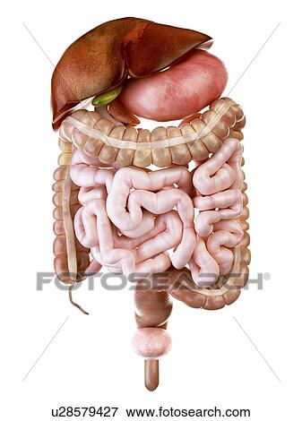 Stock Photo - Illustration of the human digestive system. Fotosearch