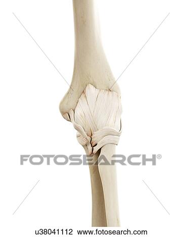 Stock Image - Illustration of the human elbow bones. Fotosearch