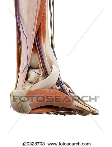Stock Photo - Illustration of the human foot anatomy. Fotosearch
