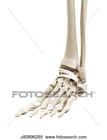 Illustration of the human foot bones View Large Photo Image Stock Photography - Illustration of the human foot bones. Fotosearch