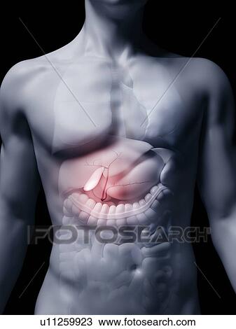 Stock Image - Illustration of the human gallbladder. Fotosearch