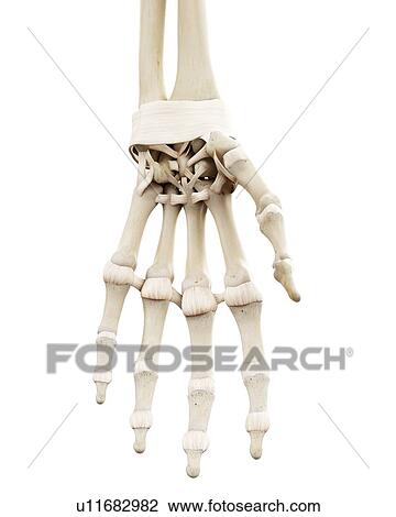 Illustration of the human hand bones View Large Photo Image Stock Image - Illustration of the human hand bones. Fotosearch