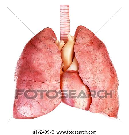 Stock Image - Illustration of the human heart and lung. Fotosearch