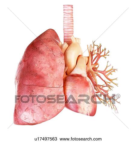 Stock Image - Illustration of the human heart and lung. Fotosearch