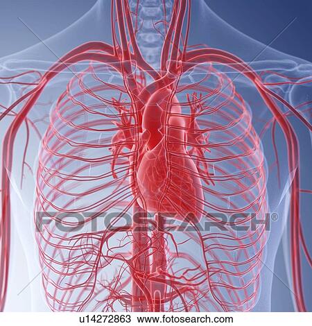 Illustration of the human heart View Large Photo Image Stock Image - Illustration of the human heart. Fotosearch
