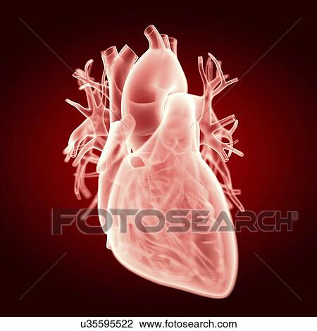 Illustration of the human heart View Large Photo Image Stock Image - Illustration of the human heart. Fotosearch