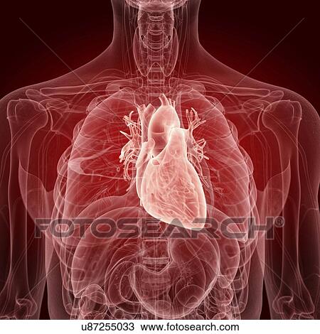 Illustration of the human heart View Large Photo Image Stock Image - Illustration of the human heart. Fotosearch
