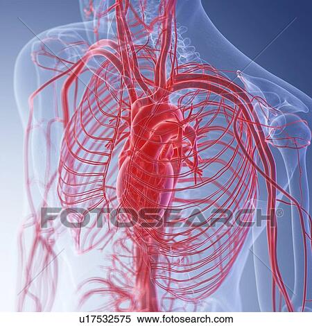 Illustration of the human heart View Large Photo Image Stock Photography - Illustration of the human heart. Fotosearch