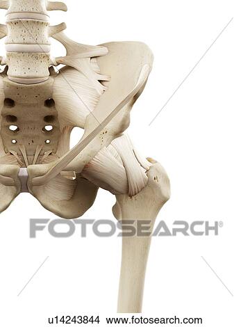 Illustration of the human hip bones View Large Photo Image Picture - Illustration of the human hip bones. Fotosearch