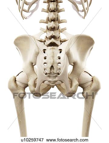 Stock Photo - Illustration of the human hip bones. Fotosearch