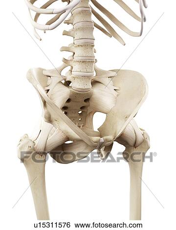 Stock Photograph - Illustration of the human hip bones. Fotosearch