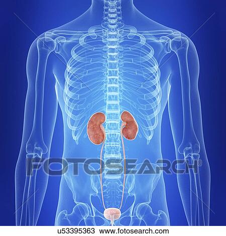 Stock Image - Illustration of the human kidneys. Fotosearch