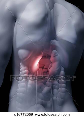 Stock Photo - Illustration of the human kidneys. Fotosearch