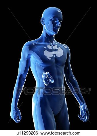 Stock Photograph - Illustration of the human kidneys. Fotosearch