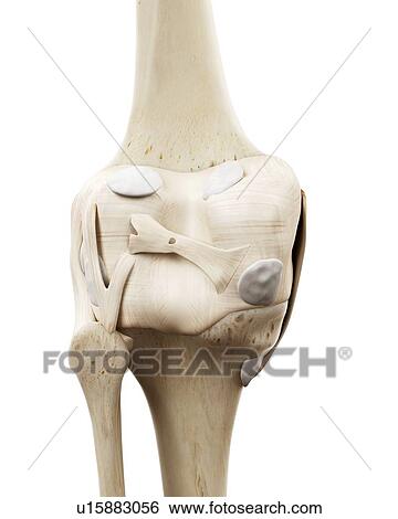 Illustration of the human knee bones View Large Photo Image Stock Photograph - Illustration of the human knee bones. Fotosearch