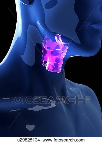 Picture - Illustration of the human larynx. Fotosearch