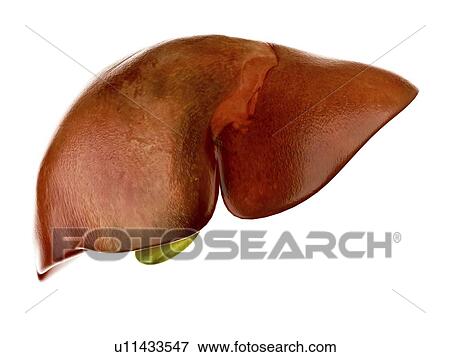 Stock Photo - Illustration of the human liver and gallbladder. Fotosearch