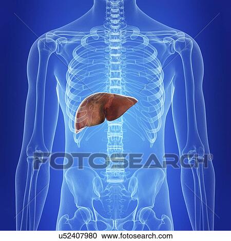 Stock Image - Illustration of the human liver. Fotosearch