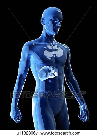 Stock Photo - Illustration of the human liver. Fotosearch