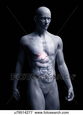 Stock Photo - Illustration of the human liver. Fotosearch