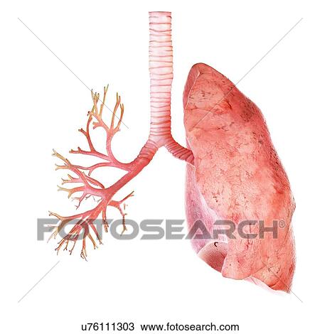 Illustration of the human lung and bronchi View Large Photo Image Stock Image - Illustration of the human lung and bronchi. Fotosearch