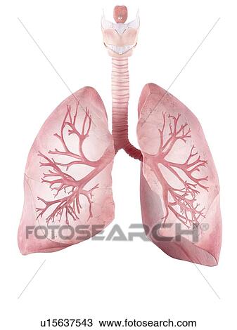 Stock Image - Illustration of the human lungs and bronchi. Fotosearch