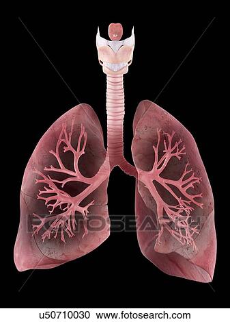 Illustration of the human lungs and bronchi View Large Photo Image Stock Image - Illustration of the human lungs and bronchi. Fotosearch