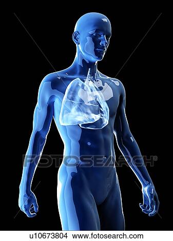 Picture - Illustration of the human lungs. Fotosearch