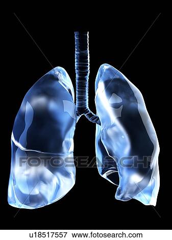 Illustration of the human lungs View Large Photo Image Stock Photo - Illustration of the human lungs. Fotosearch