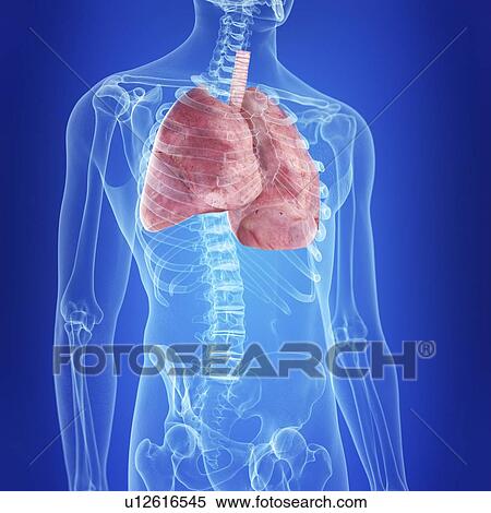 Stock Photography - Illustration of the human lungs. Fotosearch