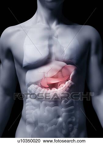 Illustration of the human pancreas View Large Photo Image Stock Image - Illustration of the human pancreas. Fotosearch