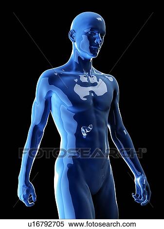 Stock Photography - Illustration of the human pancreas. Fotosearch