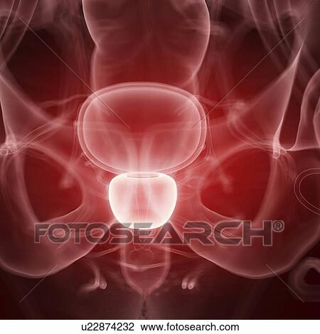 Stock Image - Illustration of the human prostate. Fotosearch