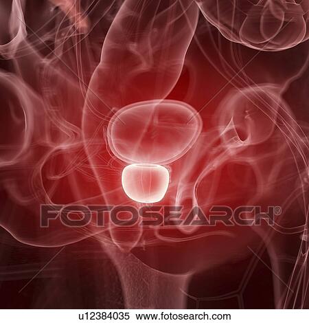 Illustration of the human prostate View Large Photo Image Stock Photography - Illustration of the human prostate. Fotosearch
