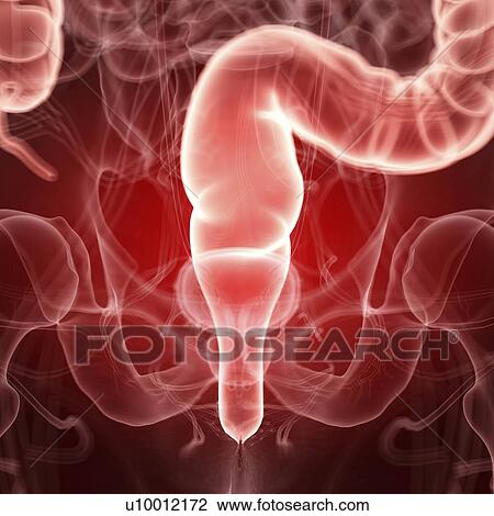 Stock Image - Illustration of the human rectum. Fotosearch