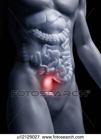 Stock Photo - Illustration of the human rectum. Fotosearch
