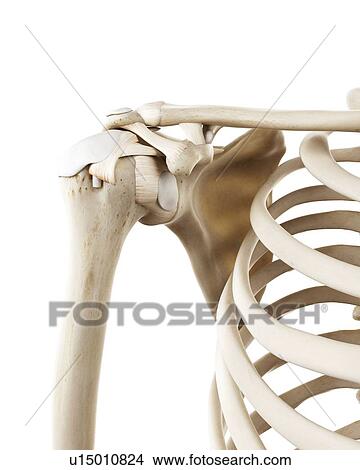 Picture - Illustration of the human shoulder bones. Fotosearch