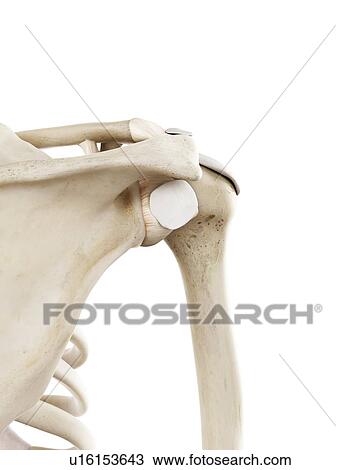 Stock Image - Illustration of the human shoulder bones. Fotosearch
