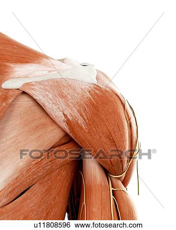 Stock Photograph - Illustration of the human shoulder anatomy. Fotosearch
