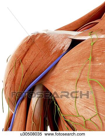 Stock Photography - Illustration of the human shoulder anatomy. Fotosearch