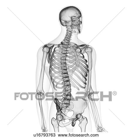 Illustration of the human skeleton View Large Photo Image Stock Image - Illustration of the human skeleton. Fotosearch
